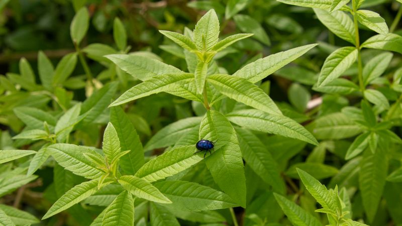 growing lemon werbena