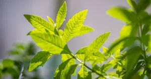 Read more about the article Lemon Balm vs Lemon Verbena for Sleep: Differences, Benefits and Taste