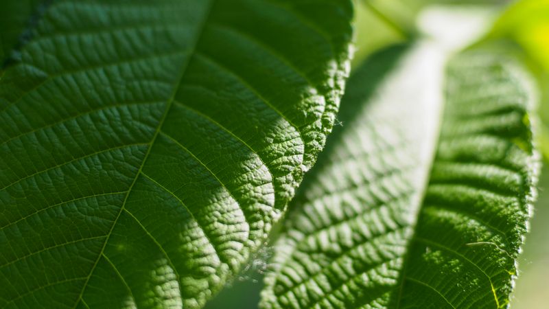lemon verbena fresh leaves close up