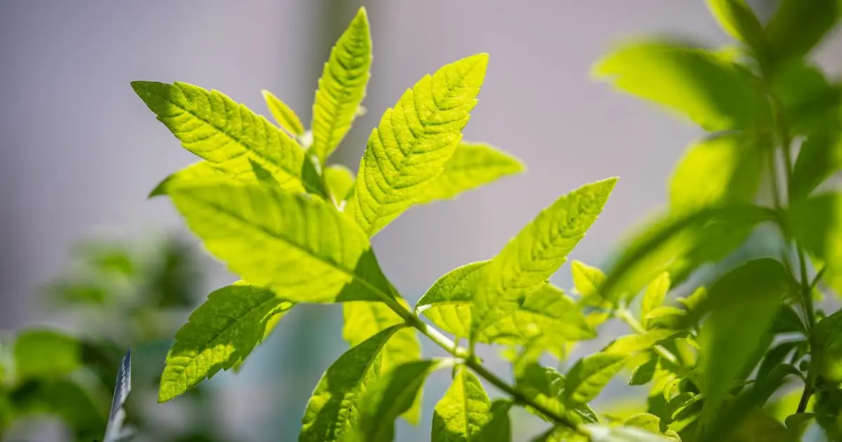 Lemon Balm vs Lemon Verbena for Sleep: Differences, Benefits and Taste