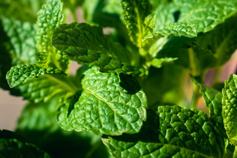 melissa officinalis leaves and stems close up