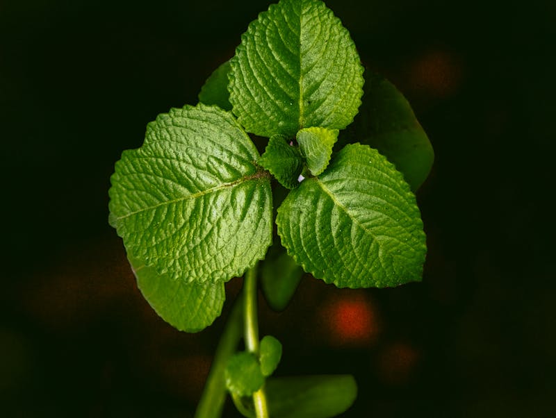 one lemon balm bush on the black background