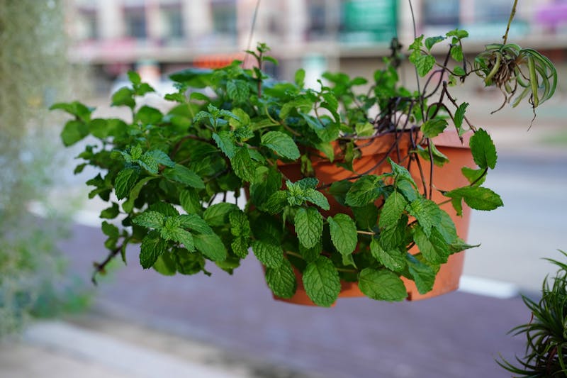 lemon balm in a hanging pot