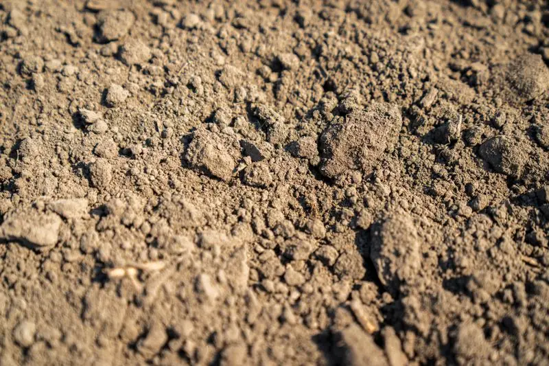 fertile soil ready to plant lemon balm