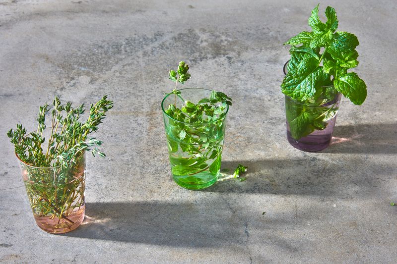 lemon balm and other herbs in glasses of water for longer freshness