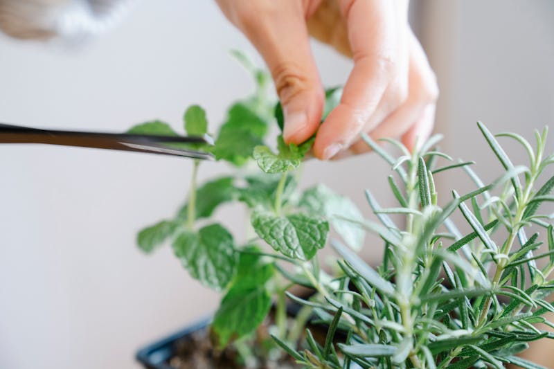 lemon balm harvest