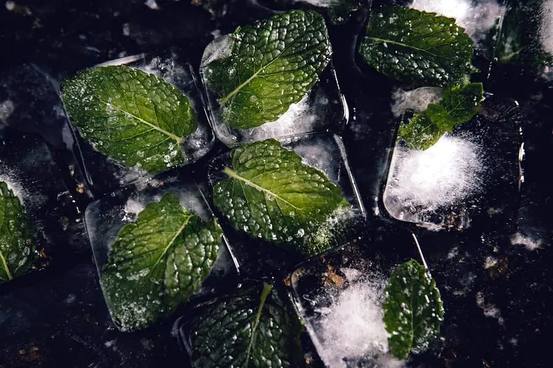 lemon balm ice cubes