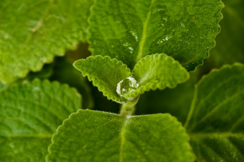 lemon balm leaves close up