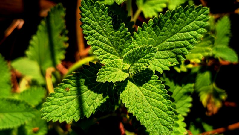Fresh lemon balm leaves showing what does lemon balm tastes like