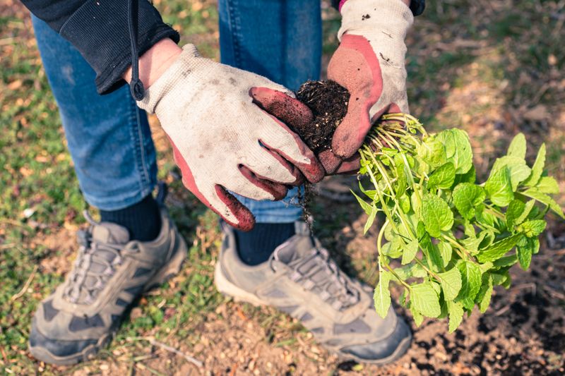 a man shows how to grow lemon balm