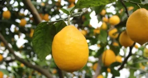 Read more about the article Is Lemon Balm Related to Lemons? Why It Smells Like Lemon but Isn’t Citrus