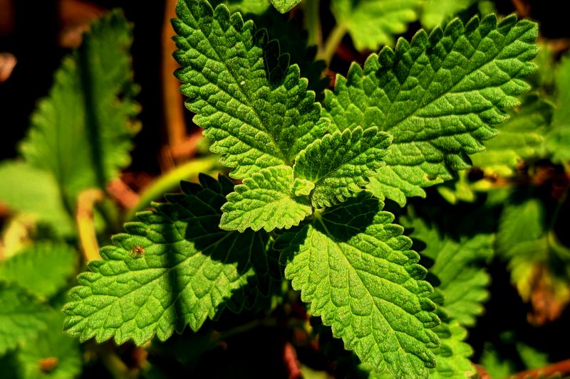 fresh melissa officinalis bushes close up