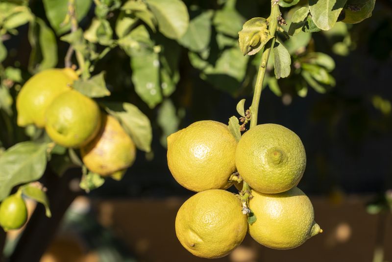 ripening lemons hanging on a branch