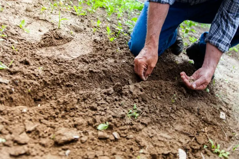 sowing lemon balm seeds in the garden