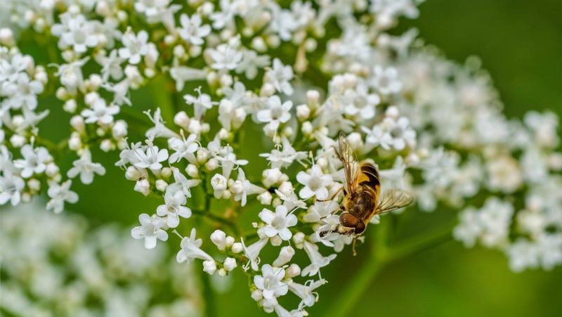 growing valerian flowers with bee