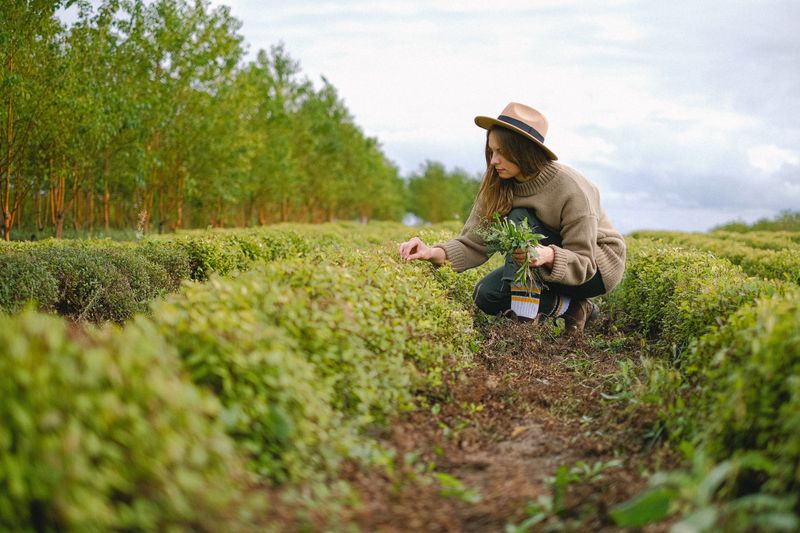 a woman is picking lemon balm in the field