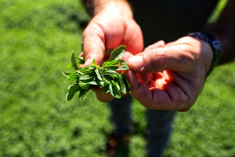 collected lemon balm in hand in the field