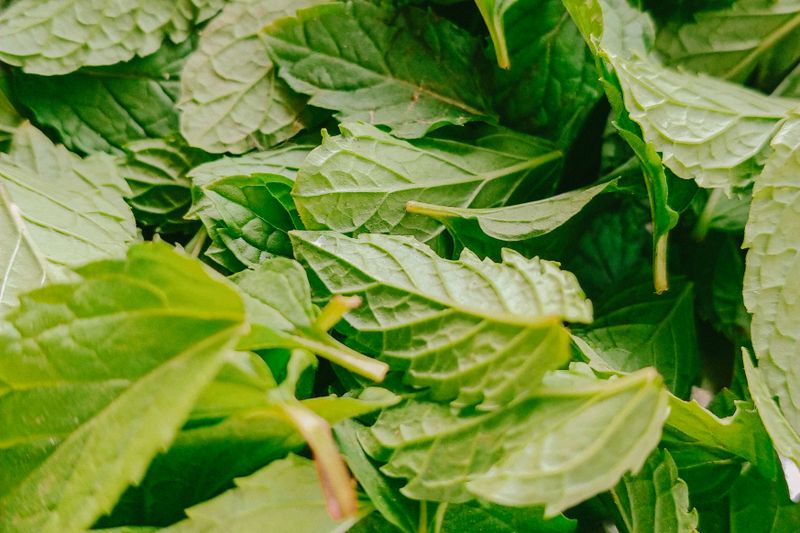 lemon balm leaves after cutting close up