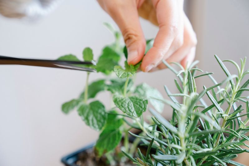 cutting lemon balm at home