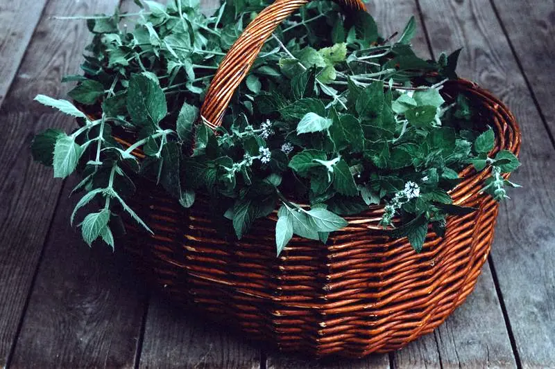 lemon balm and mint in a basket