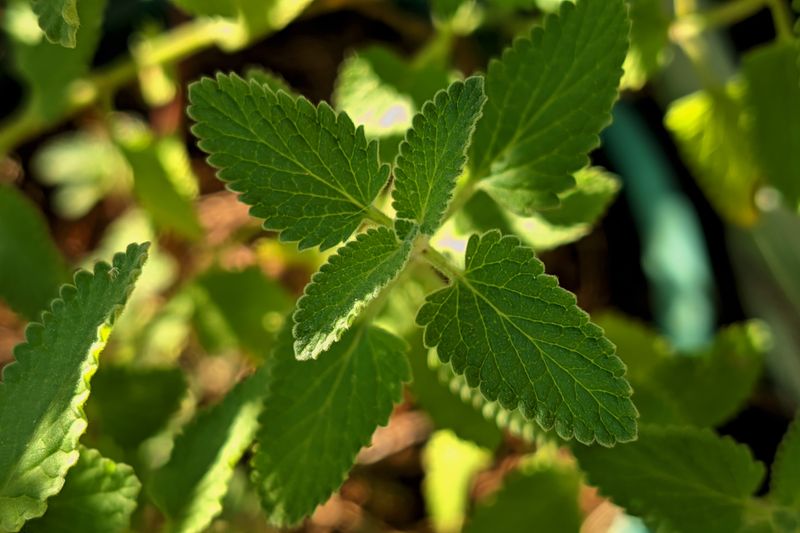 single lemon balm lant close up