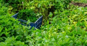 Read more about the article When to Harvest Lemon Balm: Best Time to Pick It for Maximum Flavor and Aroma