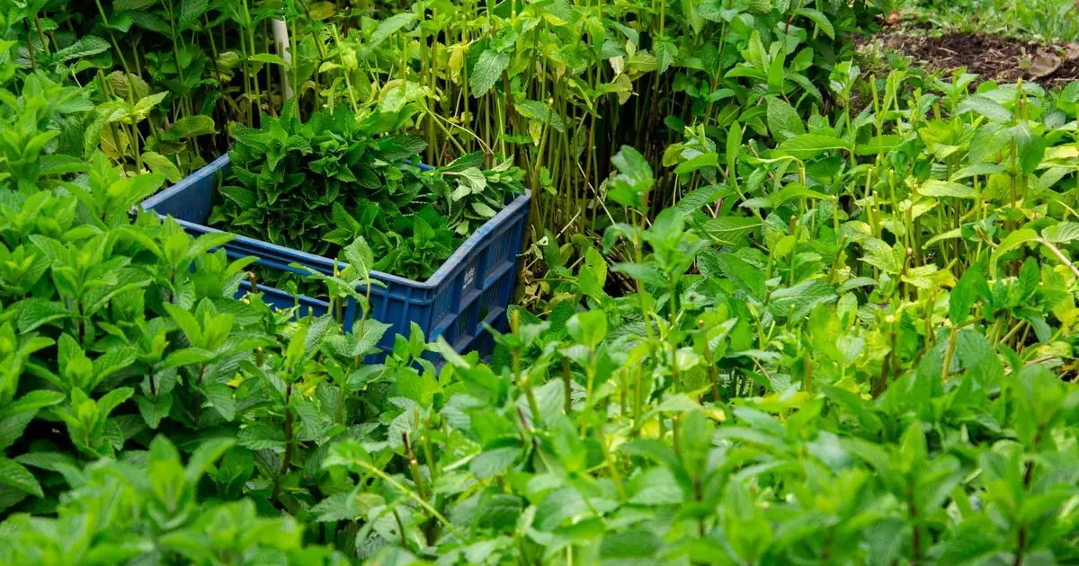 When to Harvest Lemon Balm: Best Time to Pick It for Maximum Flavor and Aroma