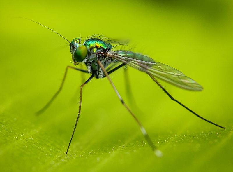 a mosquito on a leaf close up