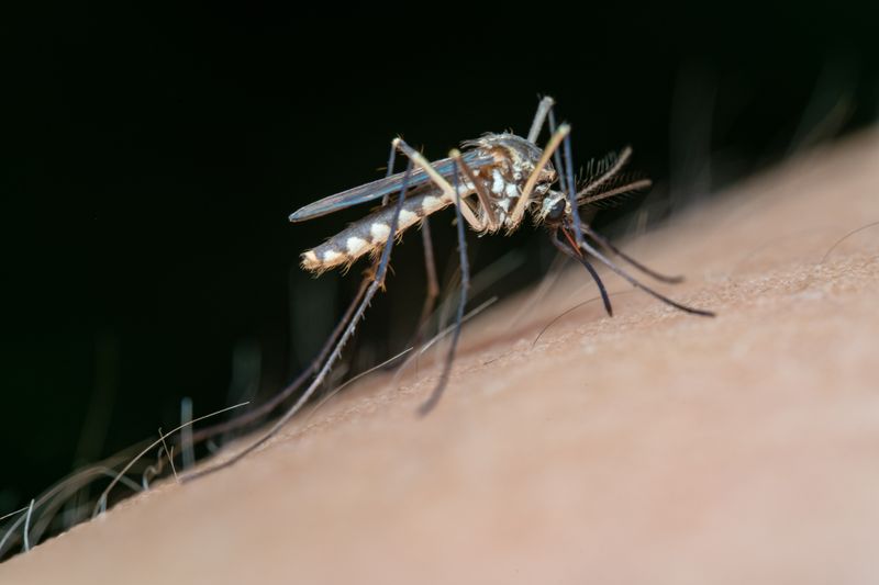 a mosquito on human skin before bite