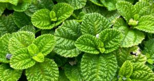 Read more about the article Can Lemon Balm Lower Blood Pressure? What the Research Says