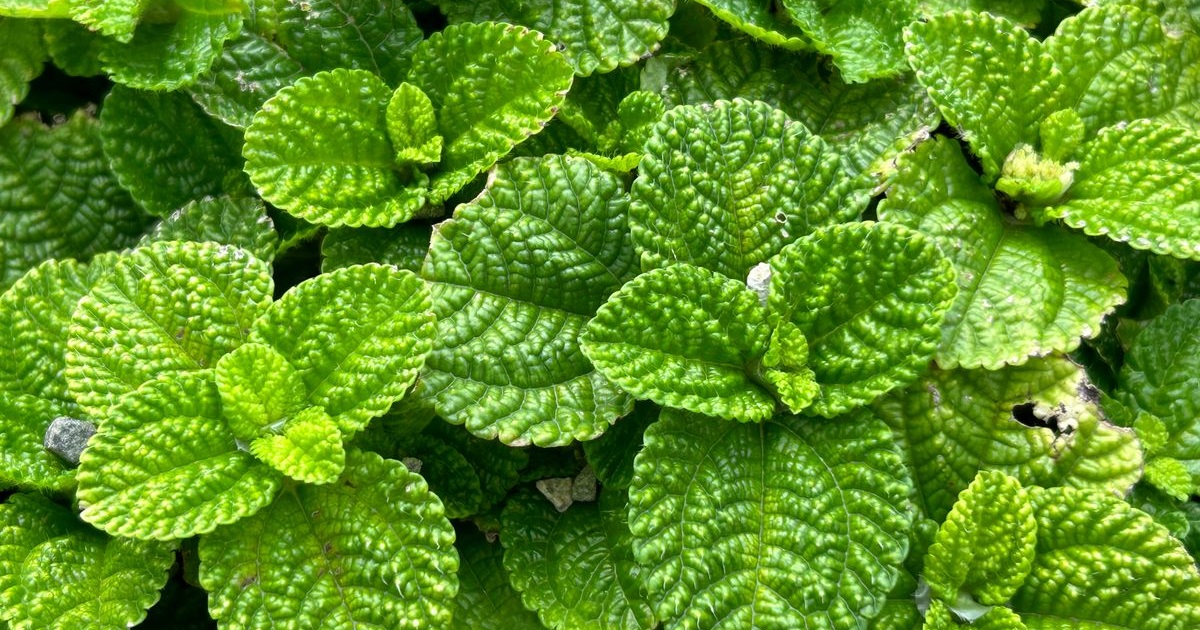 Can Lemon Balm Lower Blood Pressure? What the Research Says