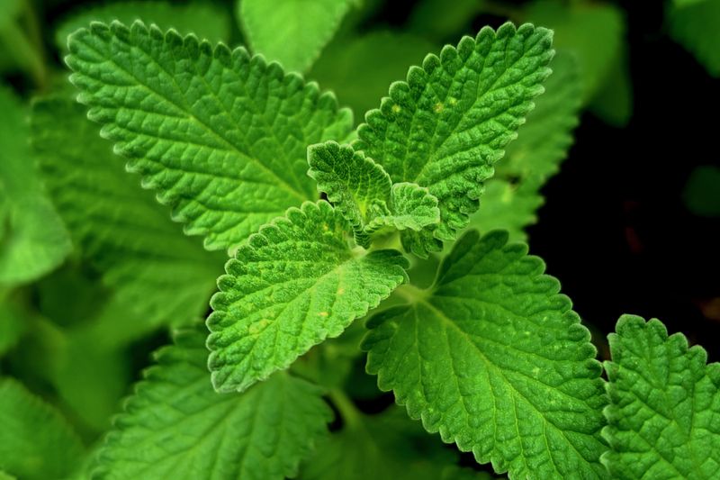 fresh lemon balm leaves for lower blood pressure