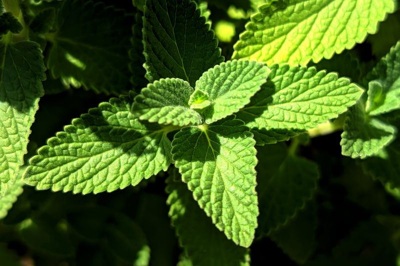 growing lemon balm plant close up