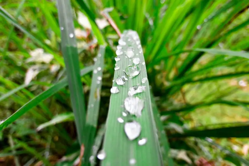 growing lemongrass close up