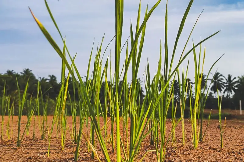 growing lemongrass in fertile soil