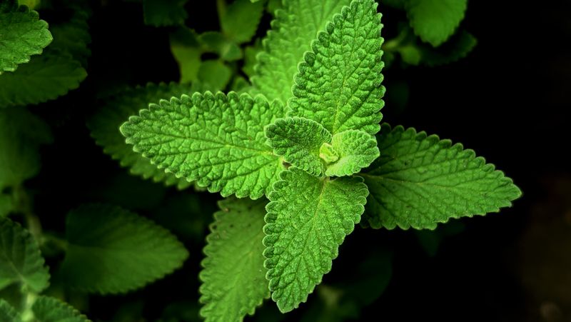 fresh lemon balm leaves close up with black background