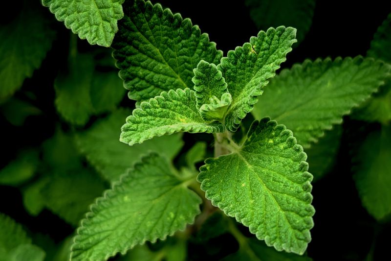 lemon balm plant in the black background close up