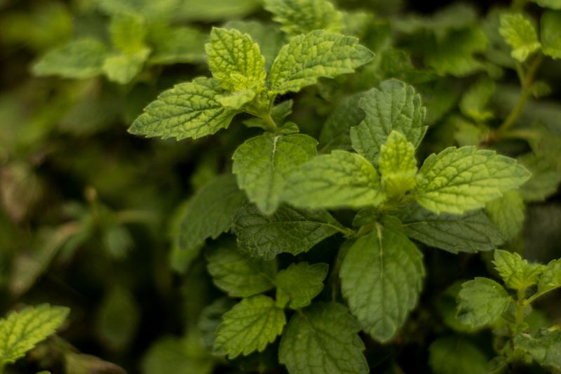 green lemon balm bushes in the garden