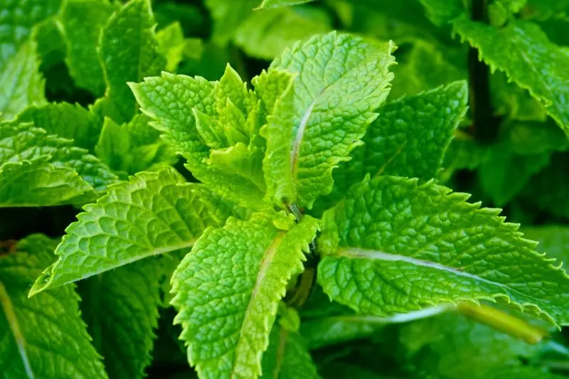 green leaves melissa officinalis close up