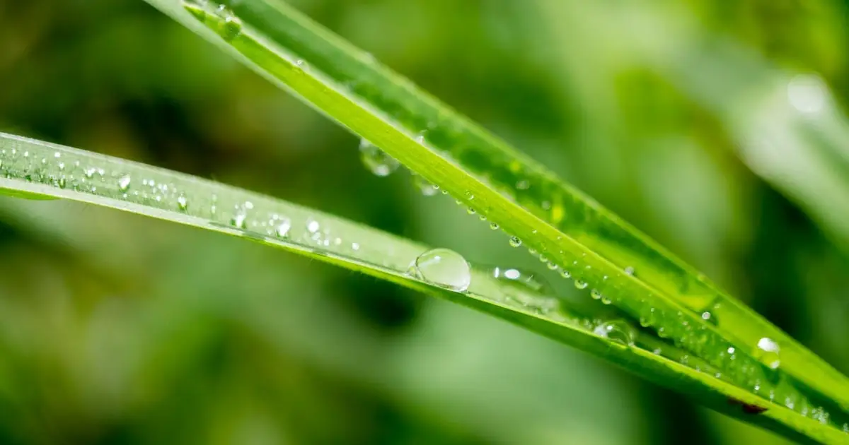 Lemon Balm vs Lemongrass: What’s the Difference and Which Should You Choose?