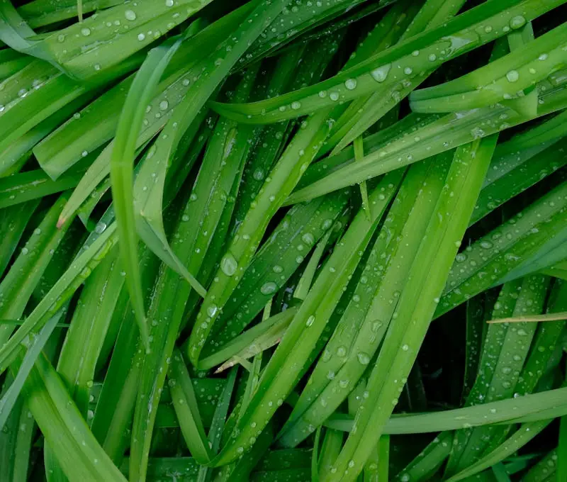 lemongrass close up before harvest