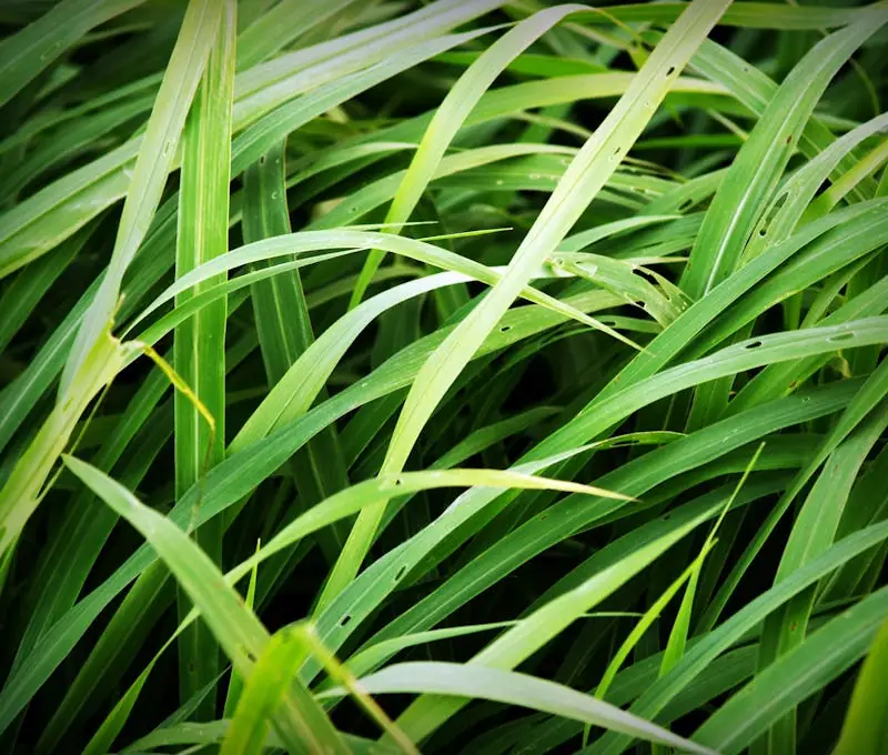 lemongrass growing in the garden