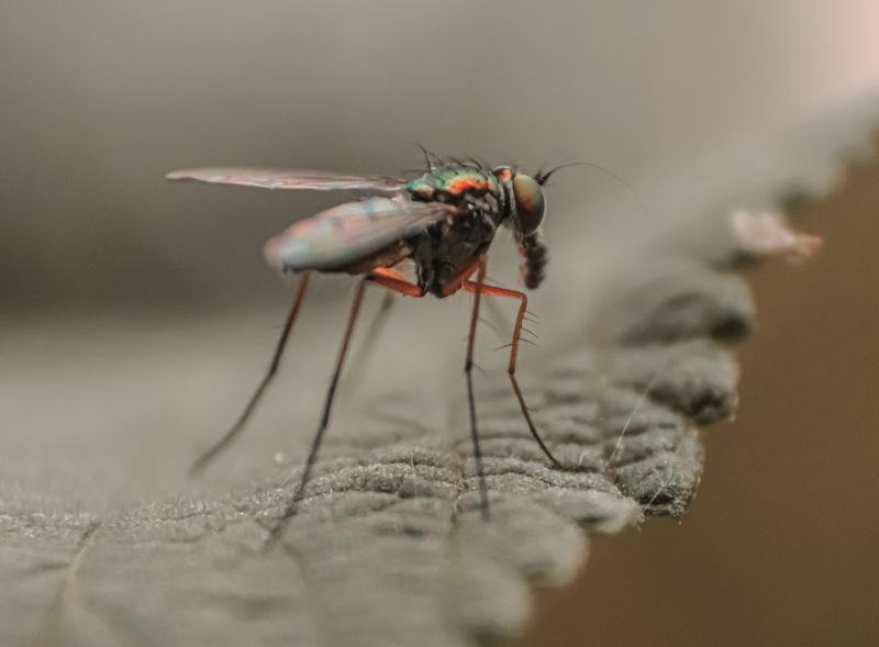 mosquito close up