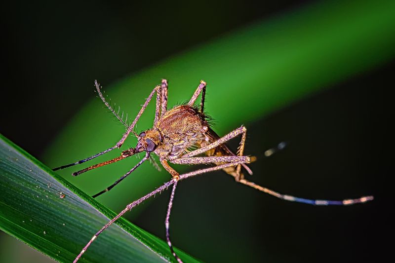 brown mosquito close up