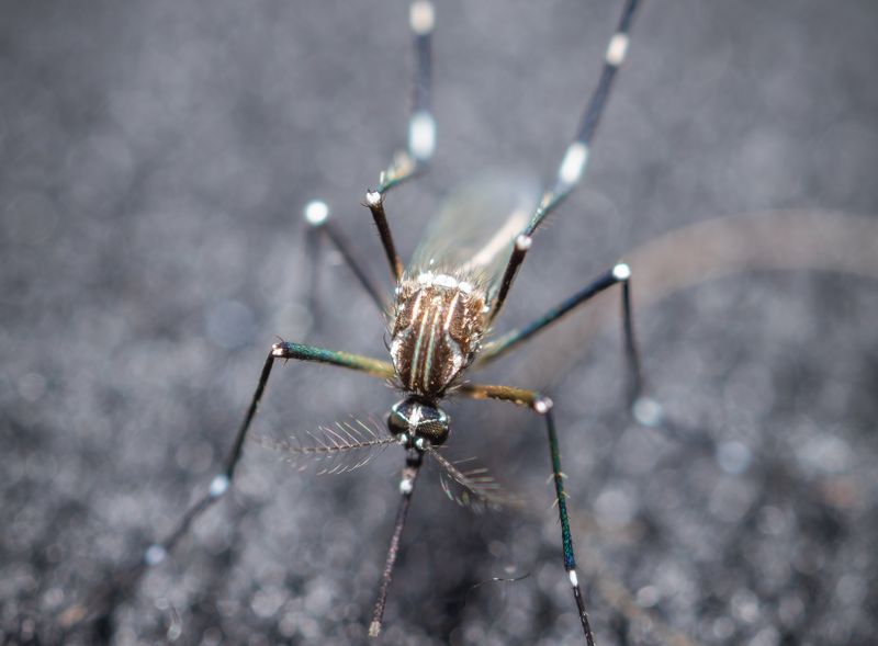 mosquito close up on a grey background