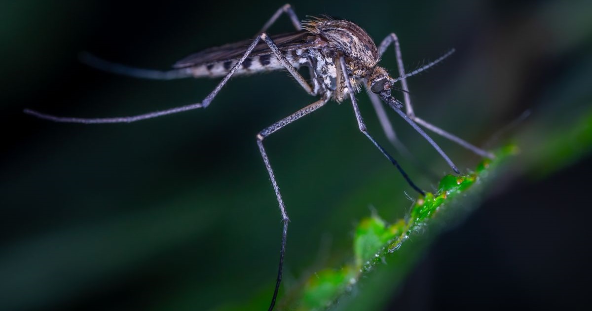 Does Lemon Balm Repel Mosquitoes? Fresh Leaves, Oil, and the Plant Explained