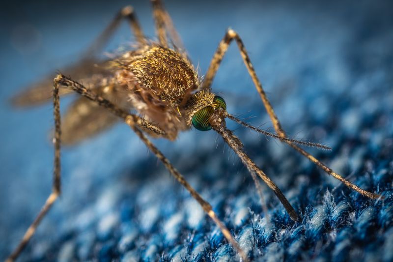 mosquito on blue fabric