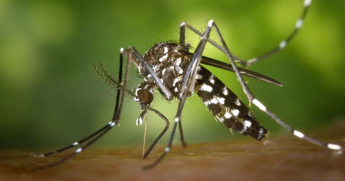Does Garlic Repel Mosquitoes? Garlic, Garlic Oil, Sprays and What Research Shows