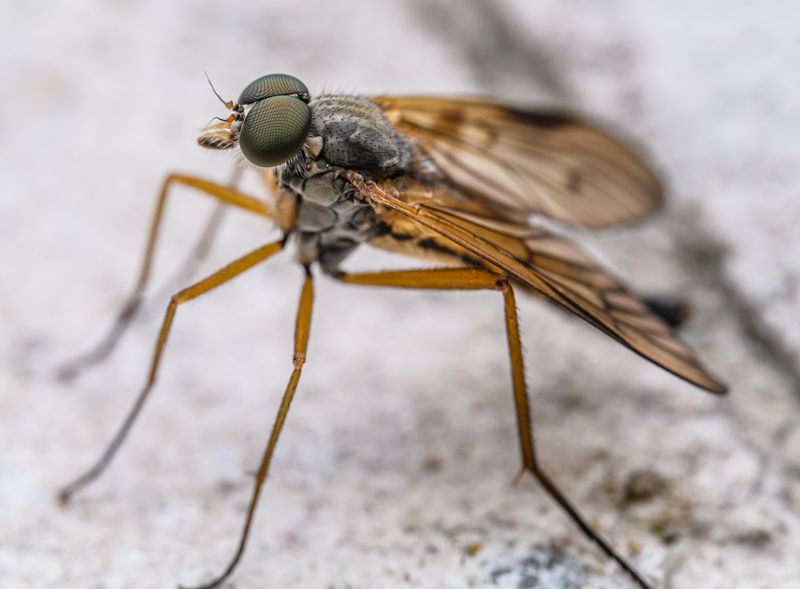 mosquito on a white background