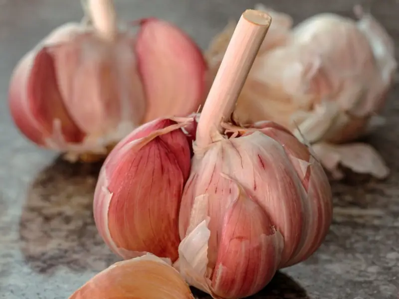 pink garlic bulbs close up